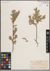 Foto von Salix eastwoodiae Cockerell ex A. Heller